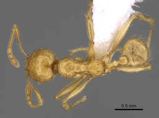 Pheidole antranohofa specimen