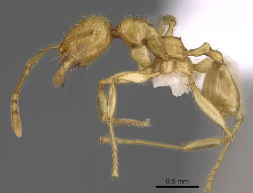 Pheidole antranohofa specimen