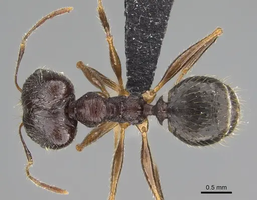 Pheidole antsahabe specimen