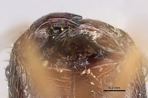 Pheidole antsahabe specimen