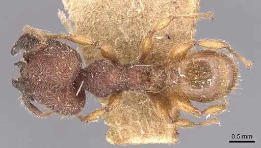 Pheidole aper specimen