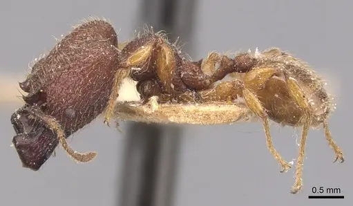 Pheidole aper specimen