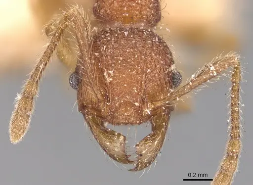 Pheidole aper - CASENT0904452