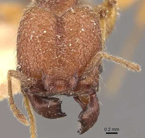 Pheidole aper - CASENT0908306