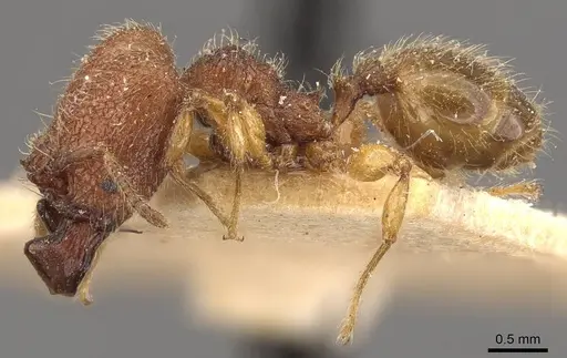 Pheidole aper - CASENT0908306