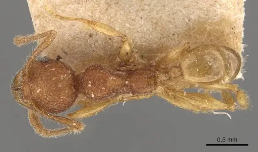Pheidole aper - CASENT0908307