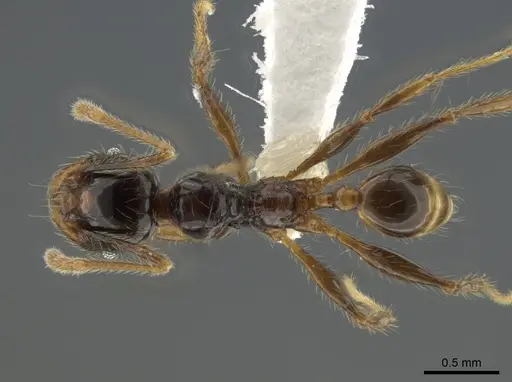Pheidole arachnion specimen