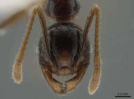 Pheidole arachnion specimen
