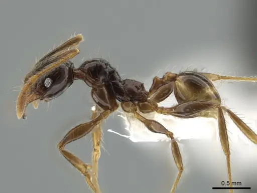 Pheidole arachnion specimen