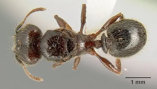 Pheidole arachnion - INB0003212178