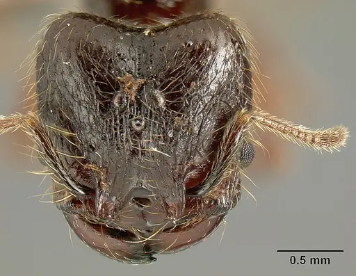 Pheidole arachnion - INB0003212178