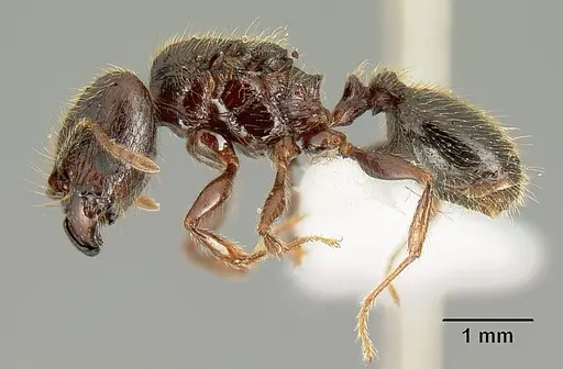 Pheidole arachnion - INB0003212178