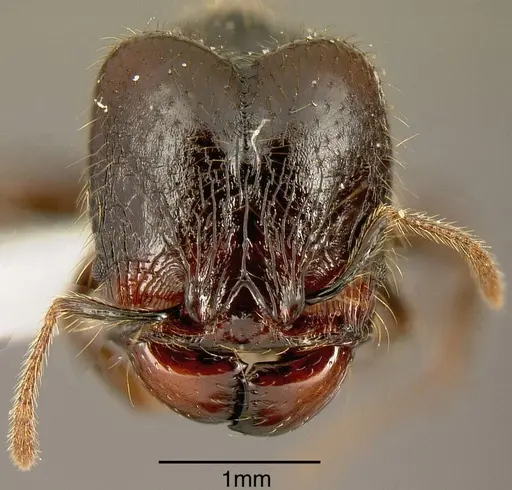 Pheidole arachnion - INB0003213755