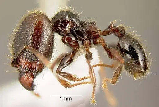 Pheidole arachnion - INB0003213755