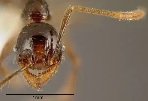 Pheidole arachnion - INB0003213761