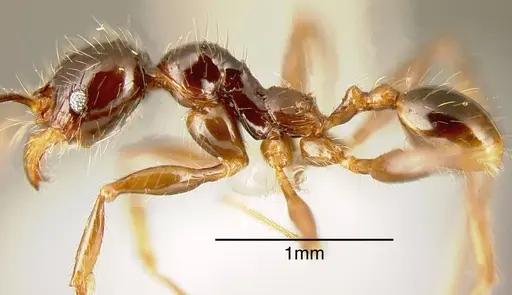 Pheidole arachnion - INB0003213761