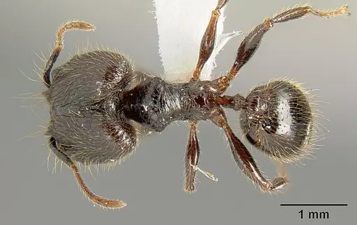 Pheidole arachnion - INB0003622434