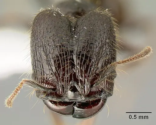 Pheidole arachnion - INB0003622434