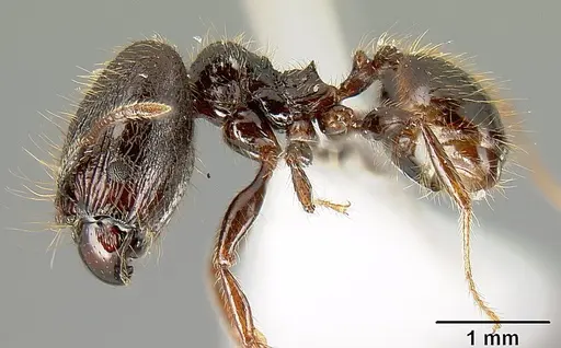 Pheidole arachnion - INB0003622434