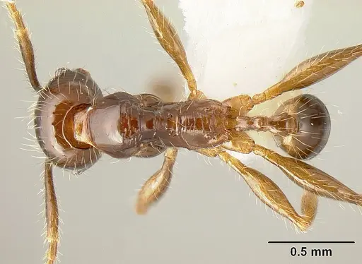 Pheidole arachnion - INBIOCRI001253863