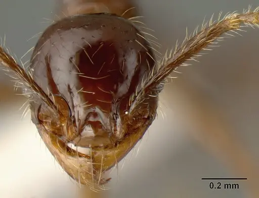 Pheidole arachnion - INBIOCRI001253863