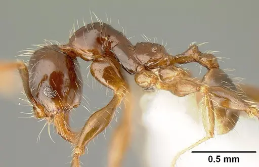 Pheidole arachnion - INBIOCRI001253863