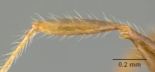 Pheidole arachnion - INBIOCRI001253863