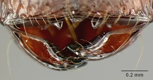 Pheidole arachnion - INBIOCRI001253864