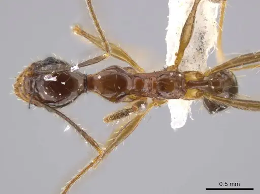 Pheidole araneoides specimen