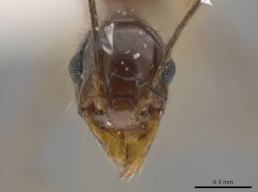 Pheidole araneoides specimen