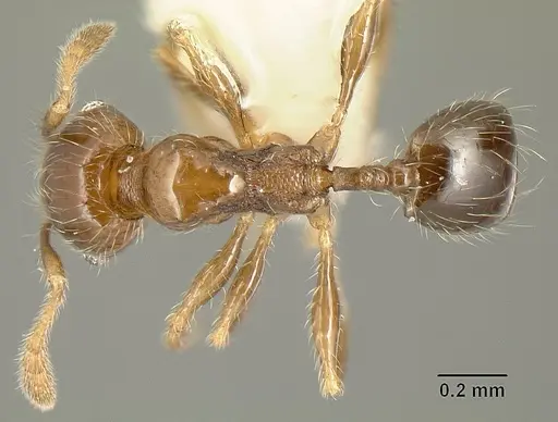 Pheidole arboricola specimen