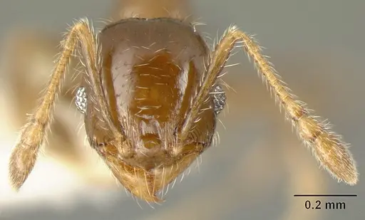 Pheidole arboricola specimen