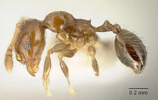 Pheidole arboricola specimen