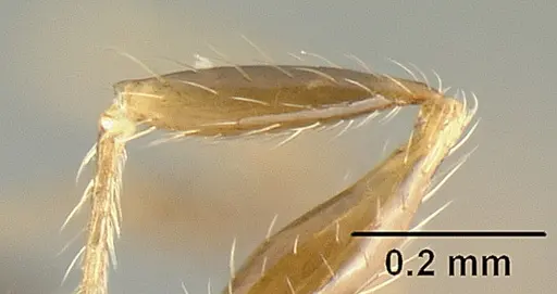 Pheidole arboricola - CASENT0610092