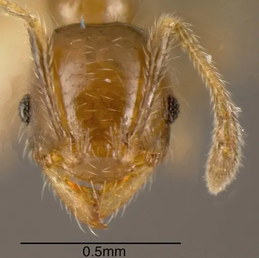 Pheidole arboricola - CASENT0635434
