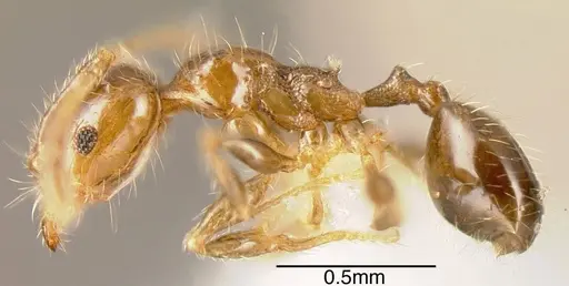 Pheidole arboricola - CASENT0635434