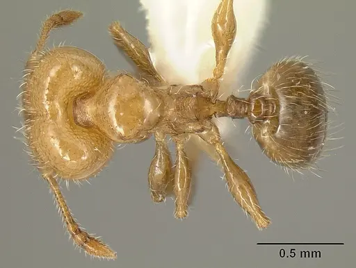 Pheidole arboricola - INBIOCRI001218031