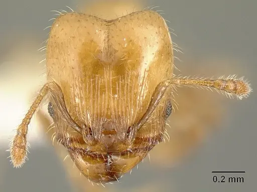Pheidole arboricola - INBIOCRI001218031