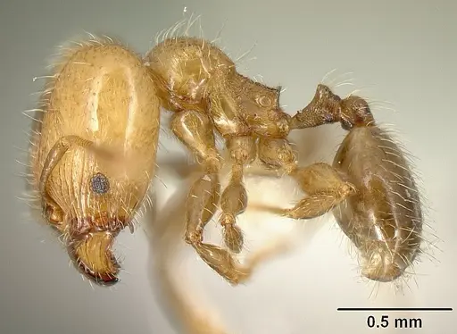 Pheidole arboricola - INBIOCRI001218031