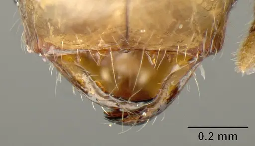 Pheidole arboricola - INBIOCRI001218129