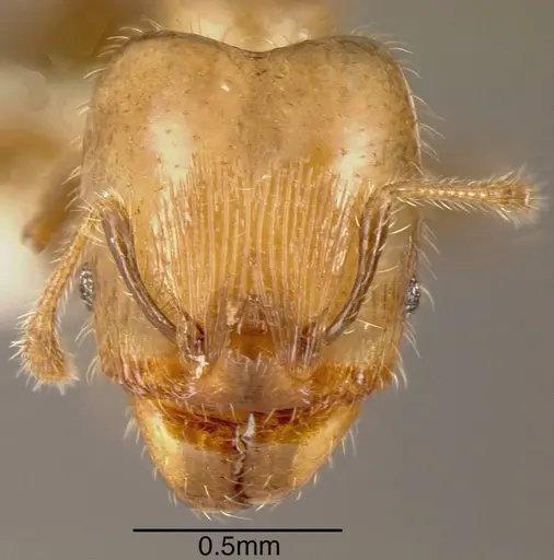Pheidole arboricola - INBIOCRI001271994
