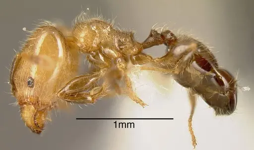 Pheidole arboricola - INBIOCRI001271994