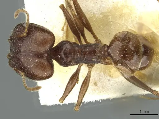 Pheidole arcifera specimen