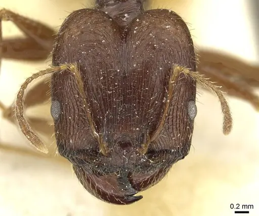 Pheidole arcifera specimen