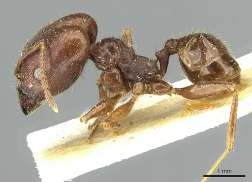 Pheidole arcifera specimen