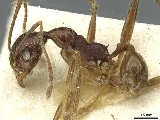 Pheidole arcifera - CASENT0913267