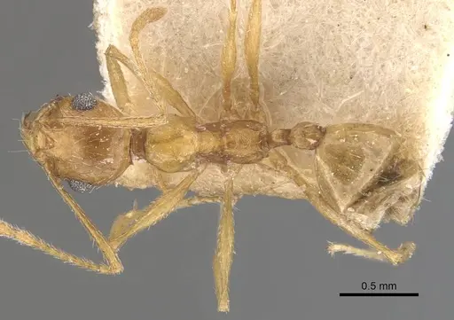 Pheidole areniphila specimen