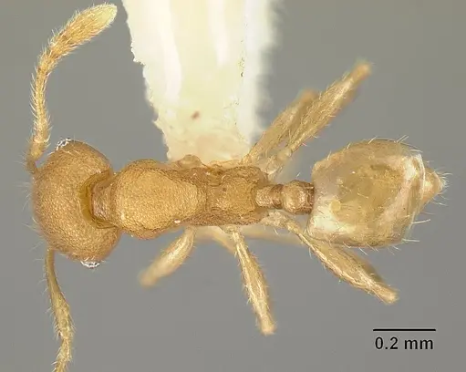 Pheidole arhuaca specimen