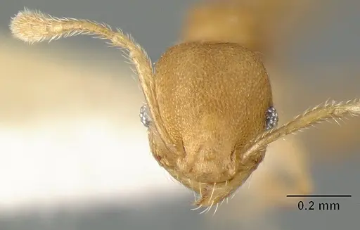 Pheidole arhuaca specimen