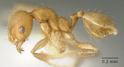 Pheidole arhuaca specimen